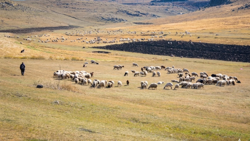 საძოვარი 